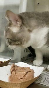 41 reactions · 28 shares | RESCUED BY PAWS CHICAGO LIATH, GRAYSON - ID #A218047-48 - RESCUED BY TREE HOUSE! GRAY - ID #A218049 - VETTED FOR ADOPTION AND RESCUED BY PAWS CHICAGO Males / age unknown Cage # B60/61 OWNER SURRENDER Intake date: 6/27 A VIDEO OF LAITH & GRAYSON: https://www.facebook.com/CaccCatsTransferTeam/videos/581310299250033/ This friendly trio are such a handsome group of cats. | CACC Cats | Facebook