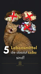 Diese Lebensmittel sind für deine Katze tabu! 🚫🐱 Manche Snacks können Katzen richtig krank machen – auch wenn sie für uns ganz harmlos wirken. ❌ Milch & Käse: Viele Katzen sind laktoseintolerant – Bauchweh & Durchfall sind vorprogrammiert. ❌ Schokolade: Schon kleine Mengen können tödlich sein – Theobromin ist für Katzen hochgiftig! ❌ Rohes Fleisch oder Fisch: Gefahr durch Viren & Bakterien – vor allem bei rohem Schwein. ❌ Hundefutter: Katzen brauchen andere Nährstoffe – dauerhafte Fütterung ka