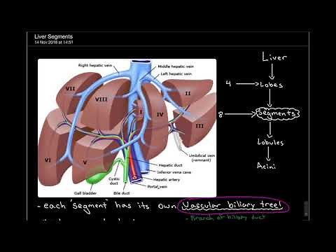 3 Minute Anatomy: Liver Segments Part 1