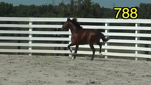 1.2K views · 48 reactions | Welcome: TAWNY PORT C, B, Greenshoe - Planter's Punch $30,000 TONY ALAGNA, AGENT, Jackson, NJ, USA Hunterton Sales Agency, Inc., Agent | Alagna Racing | Facebook
