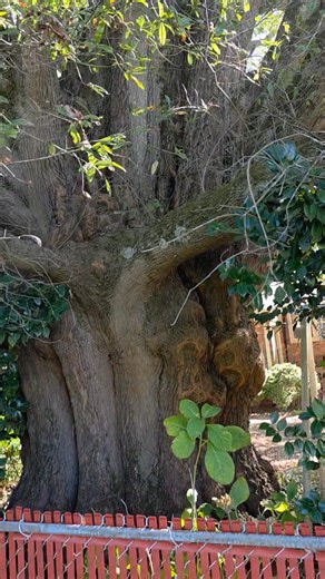 Monster tree | Chad Ham