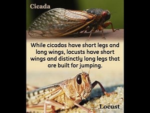 A Comparison Between Locusts And Cicadas to Help You Identify Them