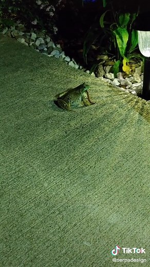 Frogs as Confident Companions for Nature Lovers