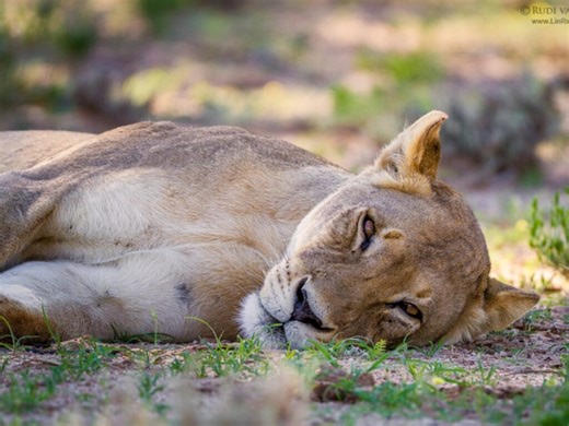 Ranger Captures Rare Footage Of Lion Giving Birth At Game Reserve