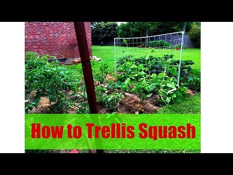 How to Trellis Squash - Step by Step Instructions