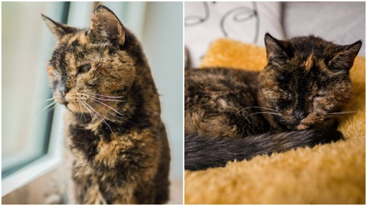 World’s oldest cat confirmed at almost 27 years old