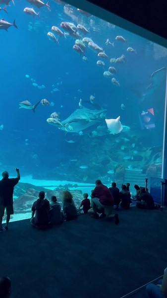 Exploring the Beauty of Whale Sharks at Atlanta Aquarium