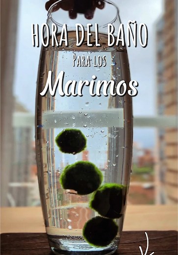 Leyenda del Marimo: Amor y Prosperidad en Japón