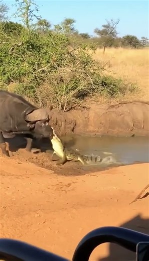 Crocodile Attacks Buffalo — Safari Footage