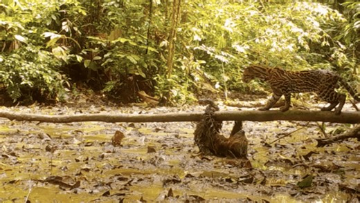 Watch A Sloth Fight An Ocelot – And Win!