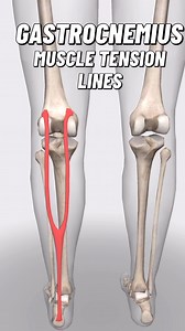 836 reactions | The gastrocnemius is the most superficial calf muscle...