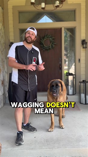 A tail wag does not = a friendly dog. Almost every story of a dog biting someone they also preface it with, but he was wagging his tail! The tail wag simply means that your dog has energy, but there is so much to learn about the way in which they wag. Is it loose and a nice sway, or big helicopter loop. That’s almost a guarantee the dog is friendly. If it’s a low slooping tail wag, that is a dog who is nervous and unsure, or being submissive to another. Straight up is the middle finger of the do