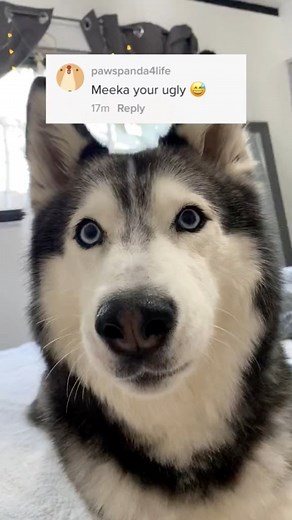 137K views · 7.4K reactions | Meeka Argues With Haters! | Meeka The Husky | Facebook