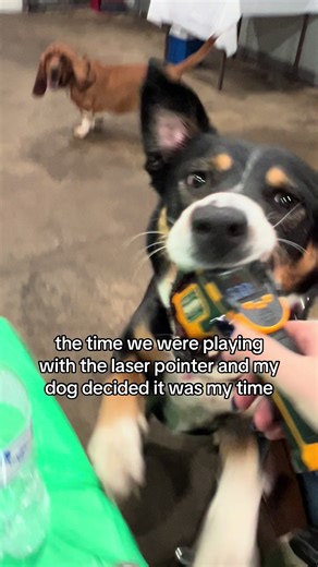 Why Dogs Love Laser Pointers: A Funny Moment