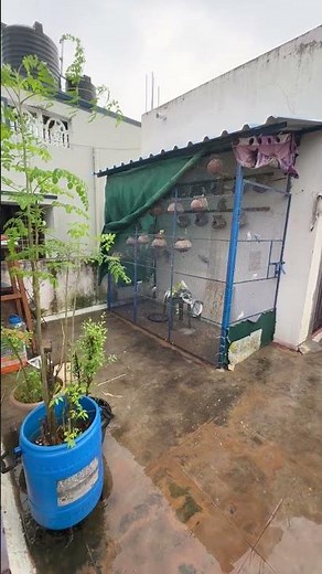 Budgies parrot video 2025🦜😍#birds#budgies #lovebirds #parrot #parakeet#trending#shorts #birdsounds