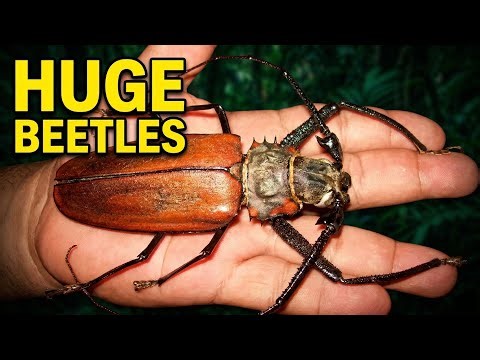 The Biggest Beetles on Earth: Top 5