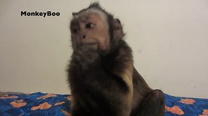 42K views · 4.7K reactions | Capuchin MonkeyBoo LOVES to open awesome packages from his viewers! A back pack, blanket, snacks, toys and more! Watch how smart MonkeyBoo is opening his pet human’s gift! Boo is AMAZING! #MonkeyBoo #MonkeyBooCrew | MonkeyBoo | Facebook