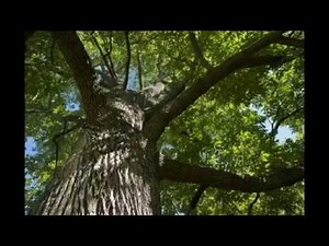 Ash - Fraxinus excelsior and americana