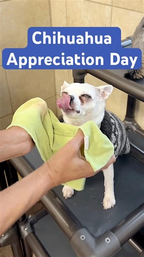 It’s International Chihuahua Appreciation Day! 🤍🐾