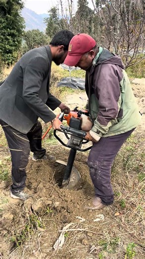 persimmon planting #jaikisanhp #shortvideo #youtube #persimmon