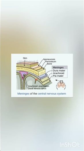 surgical excision of the brain| Explained