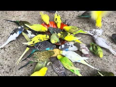 “Smartest Budgie Ever? Watch This! 🧠🐦“My Budgie Learned My Name… I’m Freaked Out 😳”