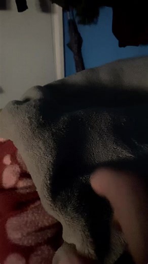 #tati #teamo #mitesoro❤️🐾 #bella #fipシviral