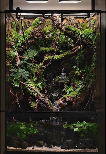 Creating a Mythical Rainforest Vivarium