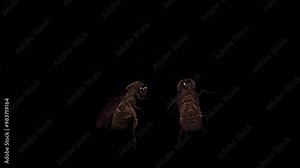 2 Cockroach Pest Bugs - Creepy Dancing Loop - Side View Close Up - Alpha Channel - Realistic 3D animation isolated on transparent background