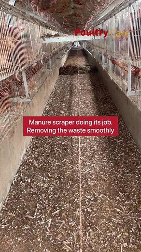 By 2030, finding farm workers willing to do the hard and dirty jobs: clearing manure, picking eggs, feeding birds will be nearly impossible. The new generation doesn’t want that life. And honestly? We don’t blame them. But here’s the truth: farmers with automated systems won’t feel it. Staff will gladly work on farms where the heavy lifting is handled by machines. 🤖 Automated manure removal 🥚 Egg collection systems 🍗 Automated feeding systems This is the direction the industry is heading and