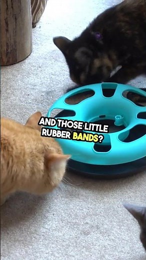 Cat Hazards – What Common Home Dangers Hurt Cats? #CatSafety