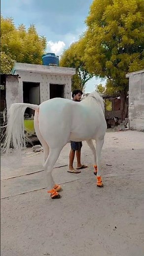 horse status #horse #horse dance#horselover#ajmer horse@ajmer horse rajasthan #horsevideo