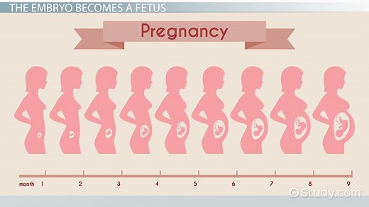 Embryonic Stage | Definition & Development