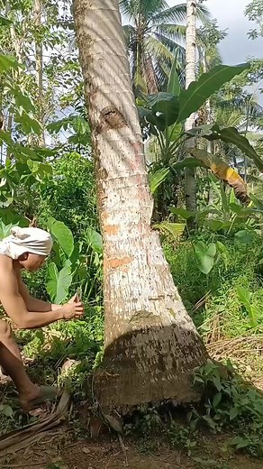 5.6K views · 103 reactions | Falling coconut cinematic footage便 | Glen Alvar Abacahin | Facebook