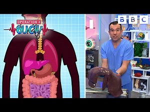 Your BIGGEST Internal Organ? | Operation Ouch! | CBBC