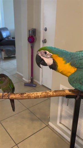 Tiki being an absolute MENACE!! #parrotsoftiktok #freeflyingparrot #macawsoftiktok #macaw #petsoftiktok #blueandgoldmacaw #tikithemacaw #greencheekconure #birdsoftiktok