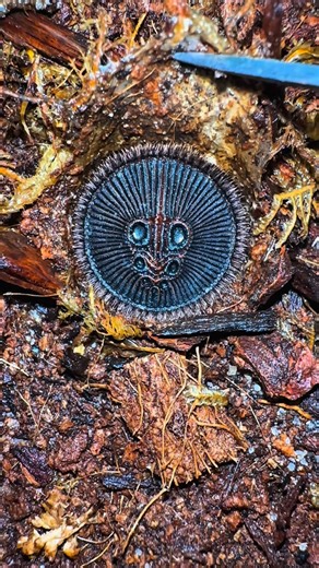 Karim El Turk | Does anyone know what this is? . . . My Chinese hourglass trapdoor spider 🕷️ (Cyclocosmia ricketti) #wildlife #chinesehourglassspider... | Instagram