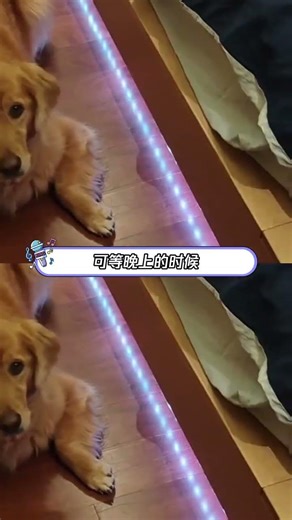 Captivating Otherworldly Atmosphere: A Dog's Eye View