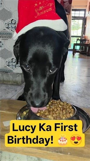 Arey! Lucy Ka First Birthday 🎂😍 | Cutest Labrador Party 🎉 | Labbra Lucy #shorts #dog #labrador