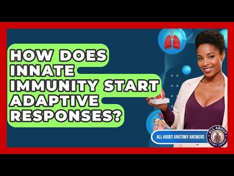 How Does Innate Immunity Start Adaptive Responses? - All About Anatomy Answers