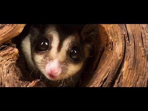 Indian Myna Bird Control