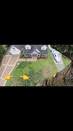 Buckin’ Billy Ray on Instagram: "Tree cutting. Saving out targets , #treeclimber #logger #love #evolve #timberfaller #chainsaw #treework #arborist"