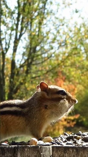 Eastern chipmunk collecting sunflower seeds in the sunshine