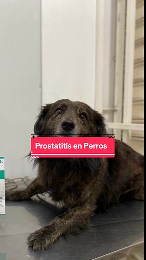 @myvet.2020 on TikTok