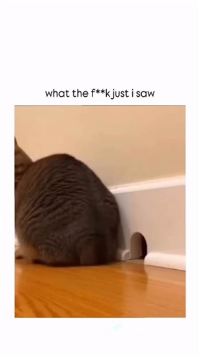 3s6an1 on Instagram: "This post features a 10-second clip of a tabby cat hilariously failing to snag a mouse peeking out from a tiny baseboard hole. The cat’s dramatic paw swings, wide-eyed confusion, and missed swipes turn a simple hunting attempt into pure slapstick comedy. Posted by @llandoniffirg—who describes himself as a MAGA-leaning meme creator and often includes disclaimers about the authenticity of his clips—the video blew up fast, hitting 600,000 views and 67,938 likes in less than a