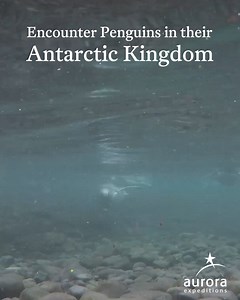 Antarctica is calling... will you answer nature’s greatest spectacle? Embark on an adventure that others only dream of! 🐧 | Aurora Expeditions