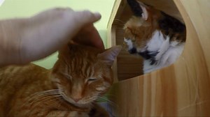 1.1K views | Reel by Seattle Humane