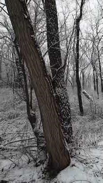 Snowy morning squirrels #hunting #smallgamehunting #squirrel #22lr