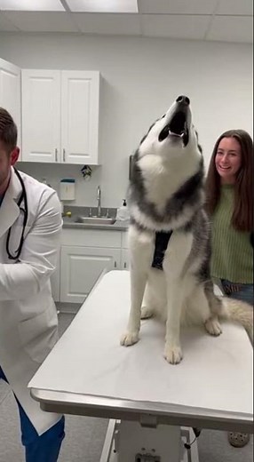 Dramatic Husky Gets a Shot at the Vet 🐺💉 | Funny but Cute Reaction #huskyvibes
