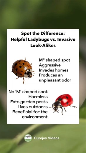 Not all ladybugs are the same! 🌟 Can you spot the difference between helpful ladybugs and invasive look-alikes? The ones without the "M" shaped spot are harmless, beneficial to your garden, and great for the environment. The ones with the "M" shape can be aggressive and may even invade your home! 🌱🐞 #Ladybugs #GardenHelpers #Nature #EcoFriendly | Curejoy Videos